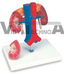 Kidneys with vessels Model, 2 part